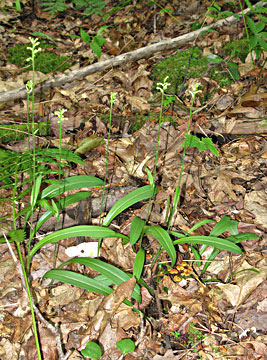 the entire plant note basal leaf